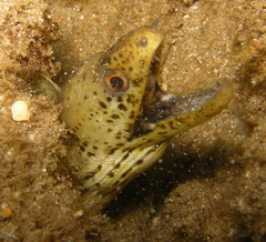 Brown Speckled Eel photo 2