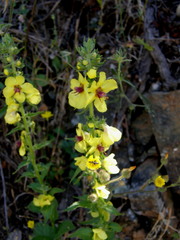 Verbascum boerhavii