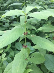 Triosteum perfoliatum
