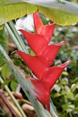 Heliconia caribaea