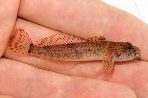Mottled Sculpin