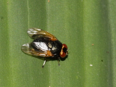 Scholastinae