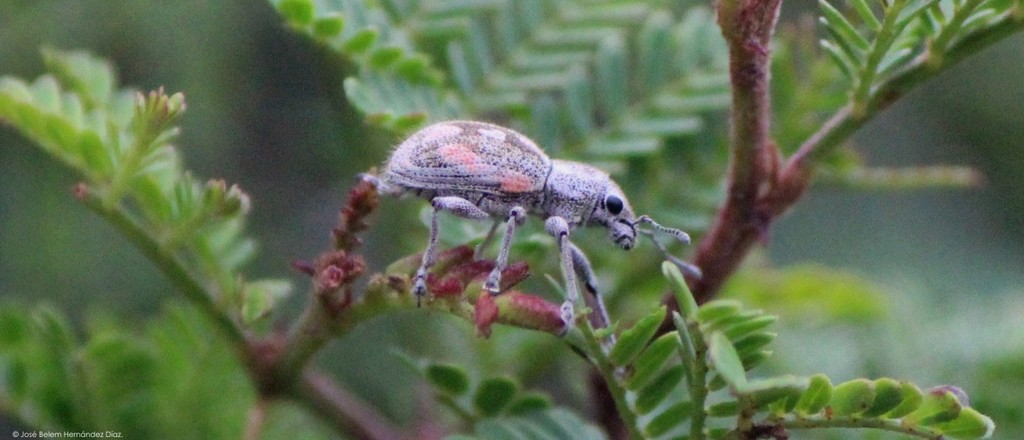 Pantomorus albosignatus
