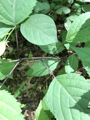 Collinsonia canadensis