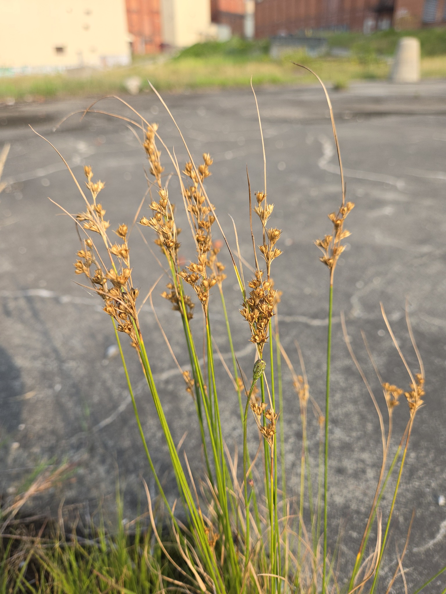 Juncus dudleyi