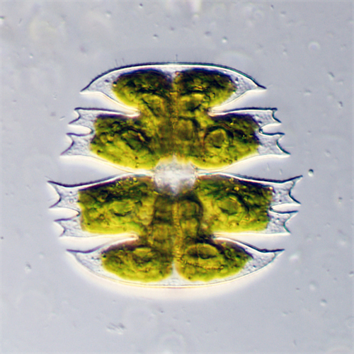 Micrasterias decemdentata