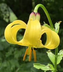 Lilium monadelphum