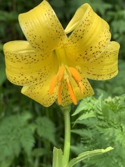 Lilium monadelphum