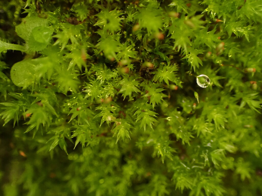 Pohlia tenuifolia
