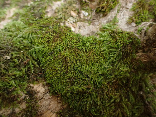 Haplohymenium pseudotriste observed 2024-08-05