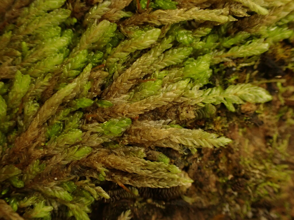 Dichelodontium