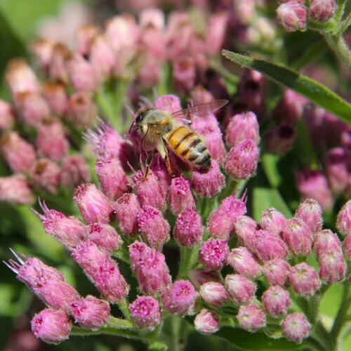 iNaturalist observation photo of Western Honey Bee