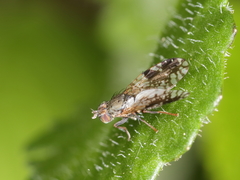 Tephritis neesii