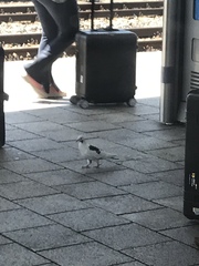 Columba livia domestica