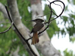 Onychorhynchus coronatus