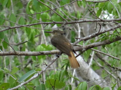 Onychorhynchus coronatus
