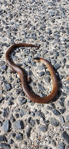 Whip Hooded Snake