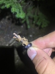 Pterostichus punctatissimus