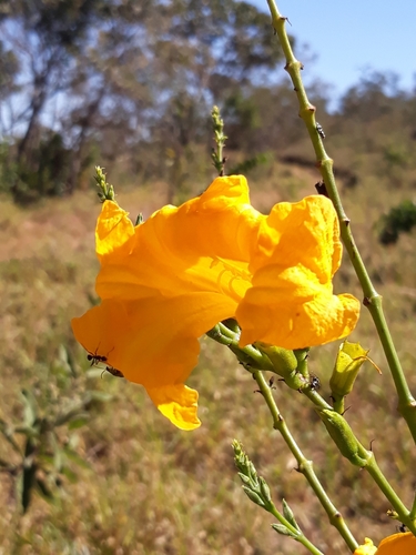 Adenocalymma nodosum (Adenocalymma nodosum)