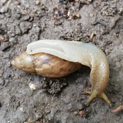 Plekocheilus aurissciuri