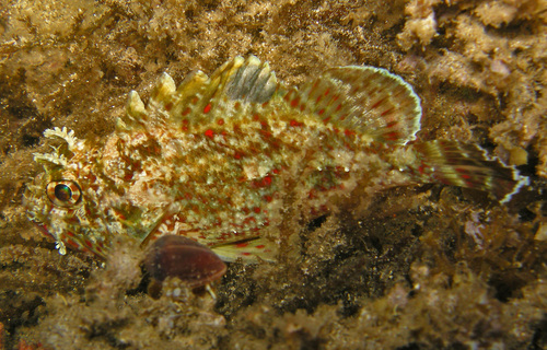 Spotfin scorpionfish (Sebastapistes ballieui) — Scorpaenidae