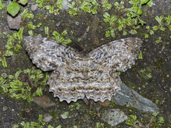 Amblychia pardicelata