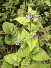 Pentaglottis sempervirens