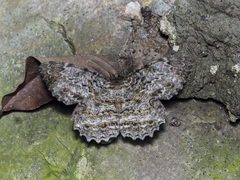 Amblychia pardicelata