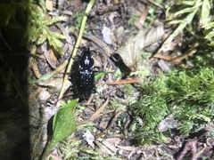 Pterostichus punctatissimus