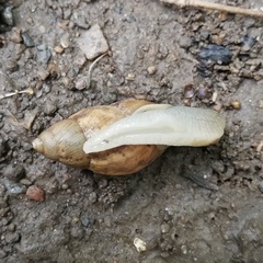 Plekocheilus aurissciuri