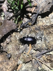 Pterostichus adstrictus
