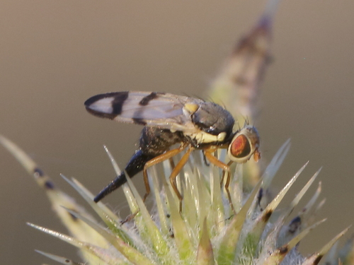 Bull Thistle Gall Fly photo 3