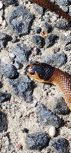 Whip Hooded Snake