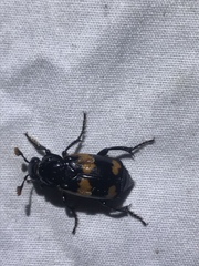 Nicrophorus sayi