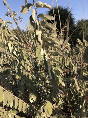 Grewia subspathulata