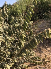 Grewia subspathulata