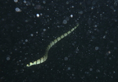 Hydrophis spiralis