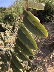 Grewia subspathulata