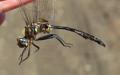 Somatochlora walshii