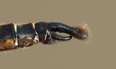 Somatochlora walshii