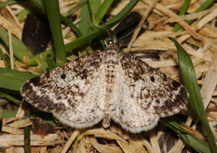 Eufidonia discospilata