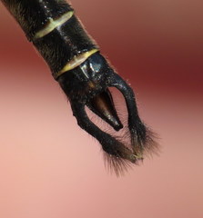 Somatochlora walshii