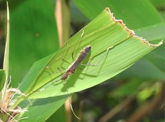Marcius longirostris