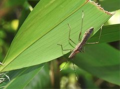 Marcius longirostris