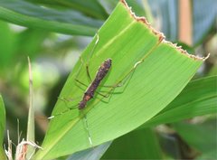 Marcius longirostris