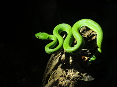 Trimeresurus rubeus