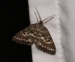 Eufidonia discospilata