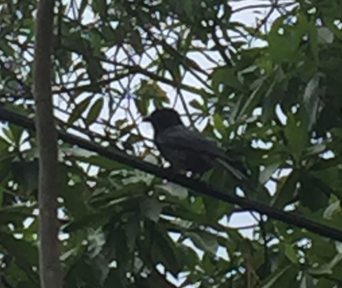 Bulbul cafre (Pycnonotus cafer)