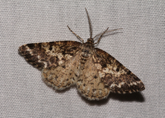 Eufidonia discospilata