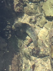 Istiblennius